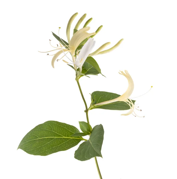 花や葉は 白い背景で隔離のスイカズラ — ストック写真