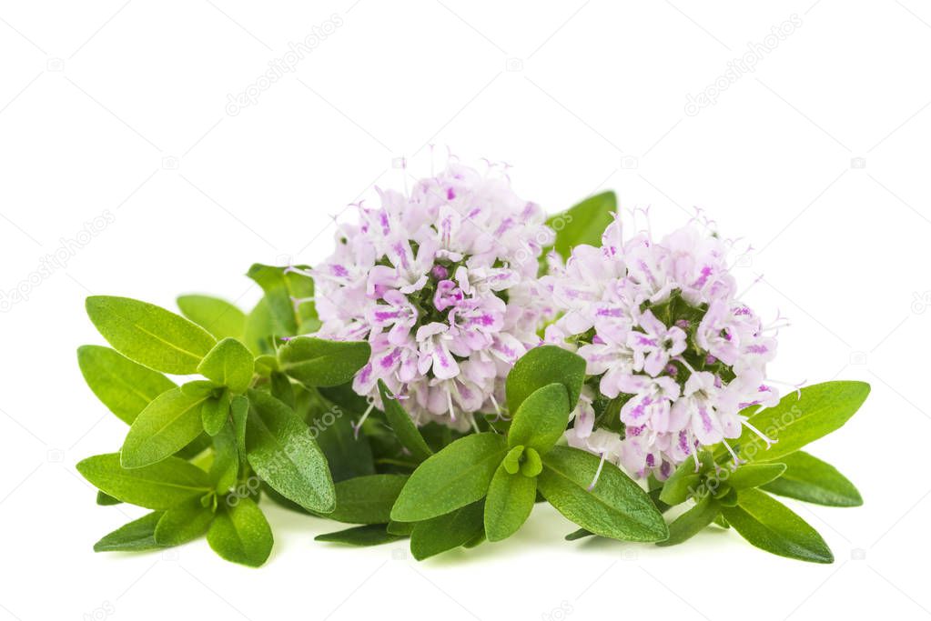  thyme flowers isolated on white background