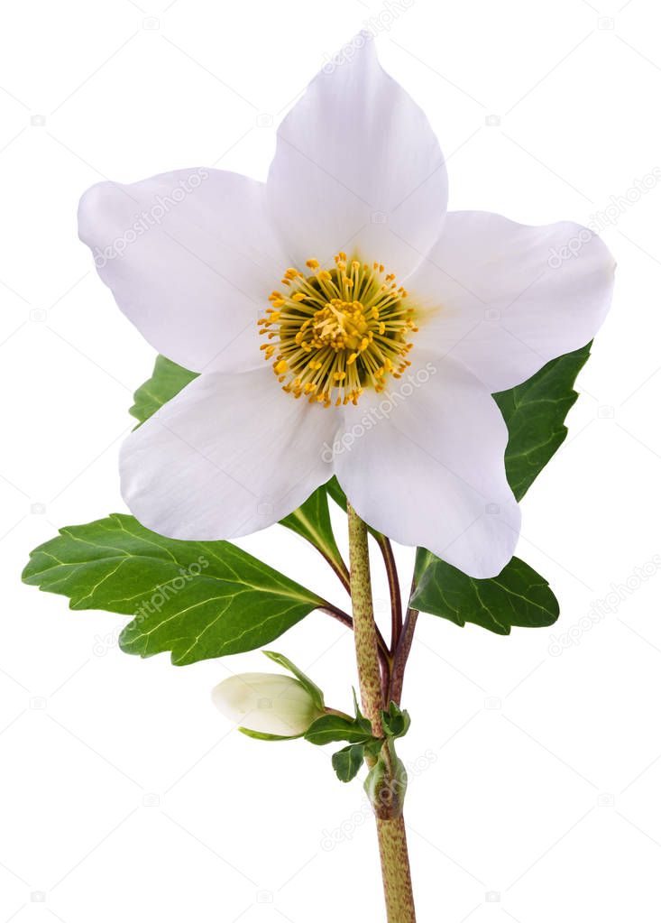 Hellebore flower (Christmas rose) isolated on white