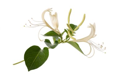 honeysuckle with flowers and leaves isolated on white background clipart