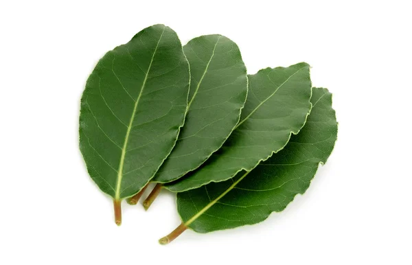 Laurel Leaves Isolated White Background — Stock Photo, Image