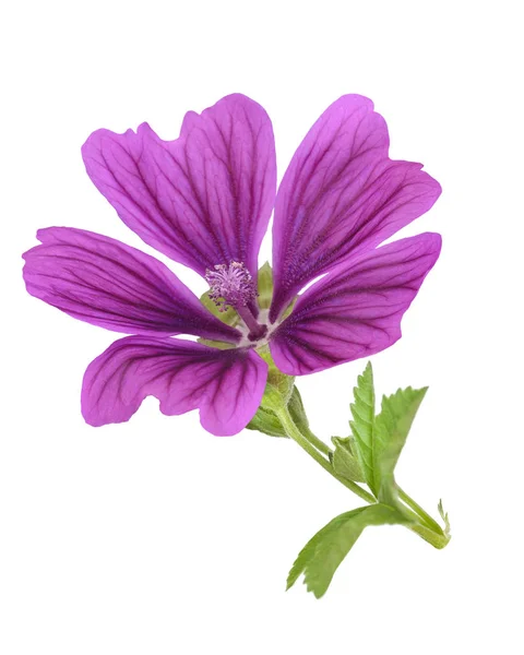 Malva Planta Com Flor Isolada Branco — Fotografia de Stock