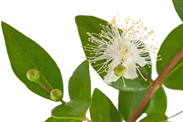 Ramo Murta Comum Com Flores Isoladas Branco — Fotografia de Stock