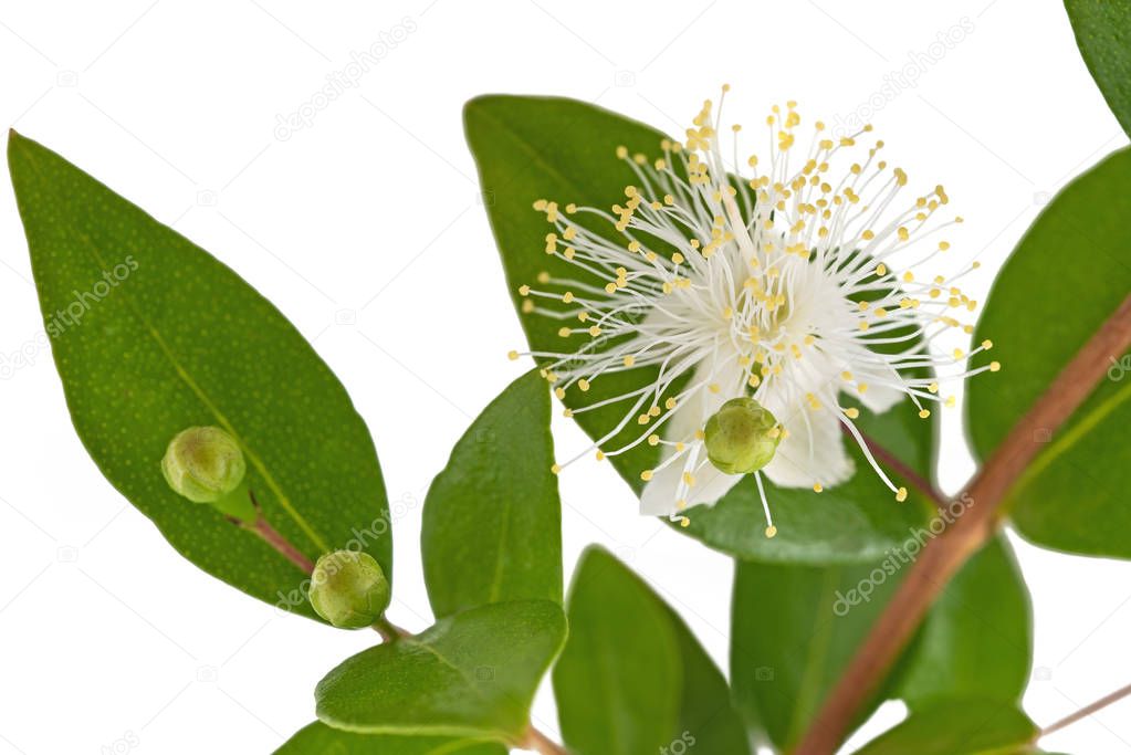 common myrtle branch with flowers isolated on white