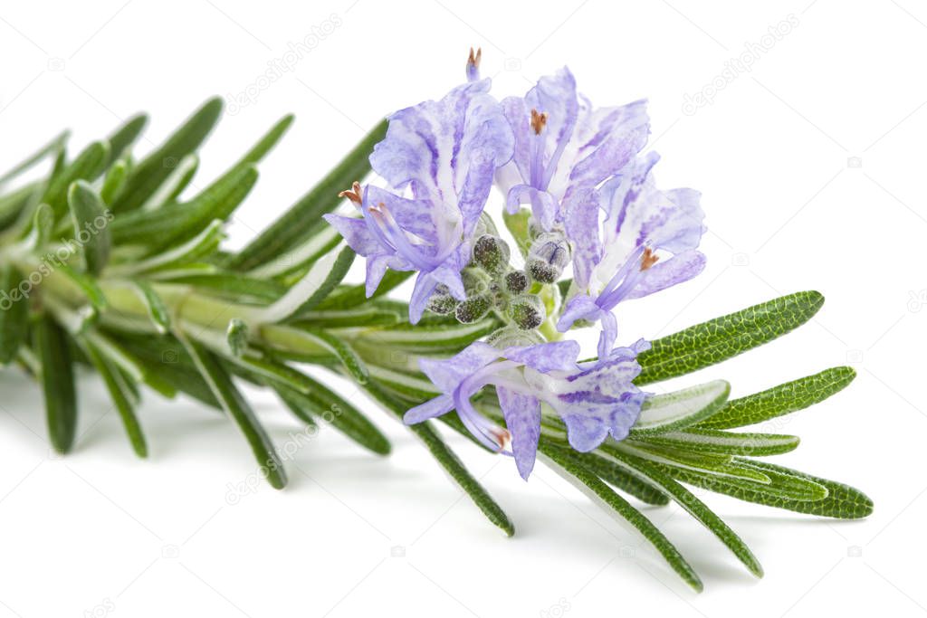 Rosemary sprig in flowers isolated on white background