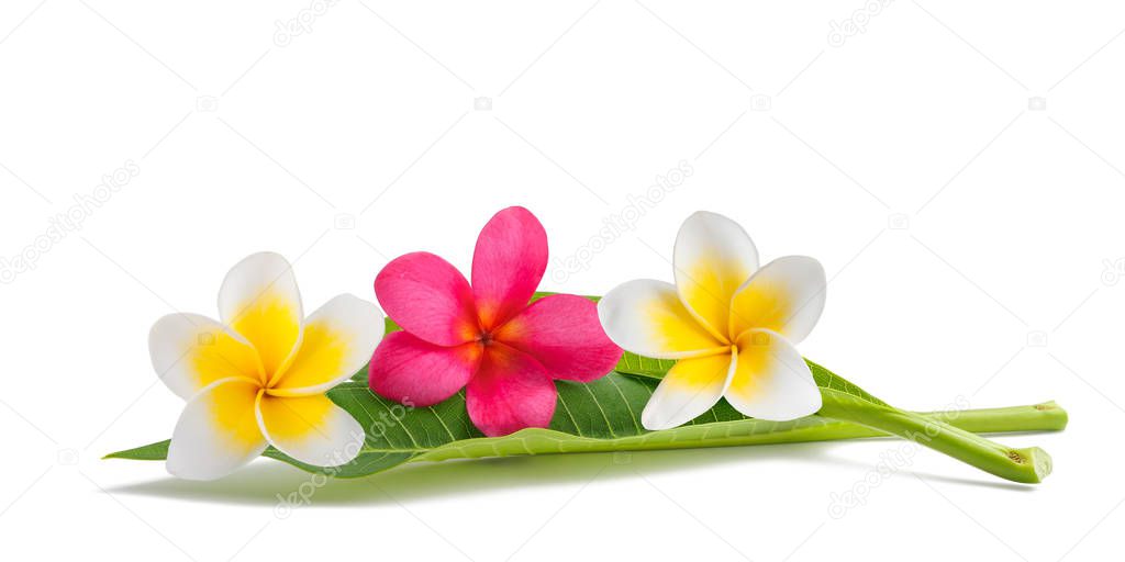 Red and white Frangipani flowers with leaves isolated on white