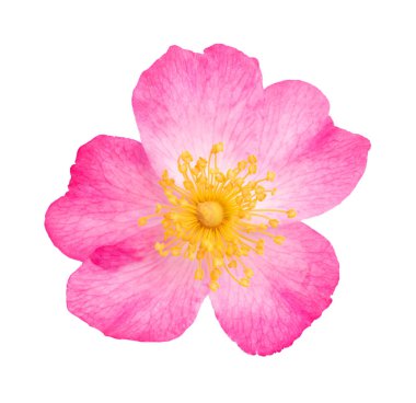 Köpek beyaz arka plan üzerinde izole rose (rosa canina)