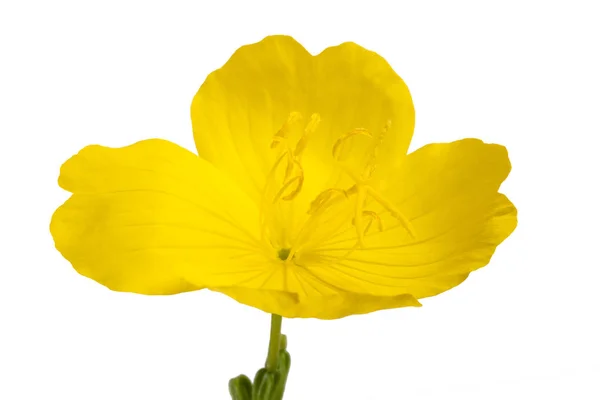 Gemeenschappelijke Evening Primrose Bloem Geïsoleerd Wit — Stockfoto