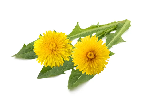 Dente Leão Com Flores Isoladas Fundo Branco — Fotografia de Stock