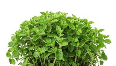 Beyaz arka plan üzerinde izole kekik bitkiler