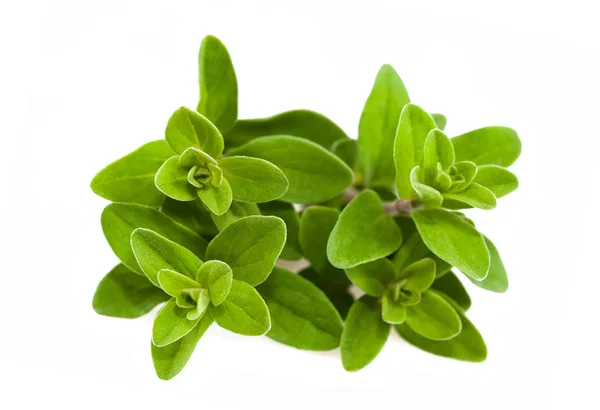 Frescas Plantas Mejorana Verde Aisladas Sobre Fondo Blanco —  Fotos de Stock