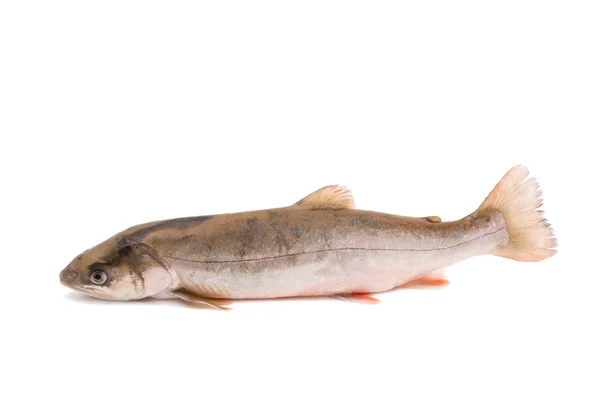 Znak Ryb Salvelinus Białym Tle Biały Dojrzałe — Zdjęcie stockowe
