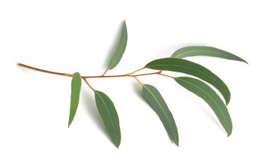 Eucalyptus branch   isolated on white background clipart