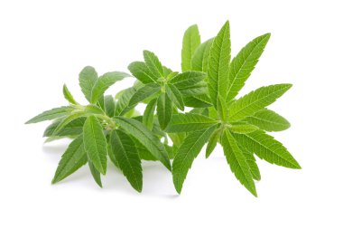 limon verbena beyaz arkaplanda izole
