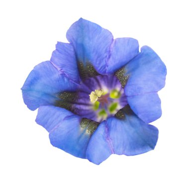 Yılan otu çiçek üzerinde beyaz izole kafa (Gentiana acaulis)