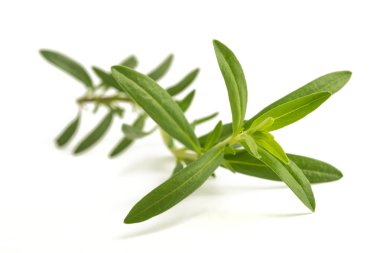 Beyaz arka plan üzerinde izole çördük (Hyssopus officinalis)