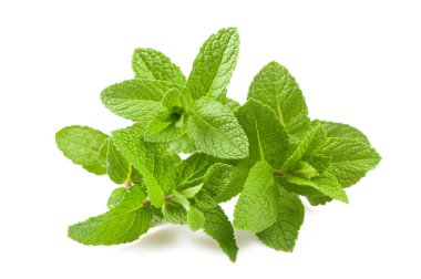Fresh mint isolated on white background clipart