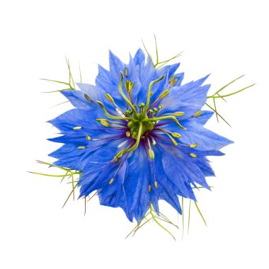 nigella flower head isolated on white background clipart