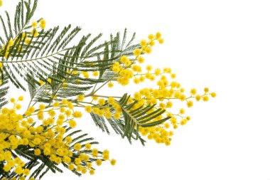 Beyaz arka plan üzerinde izole Mimoza (Gümüş wattle) Şubesi.