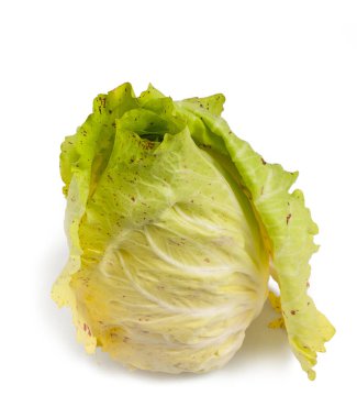 alacalı hindiba beyaz izole