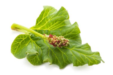Ravent (Rheum rhabarbarum) yaprak ve çiçek üzerinde beyaz izole
