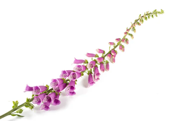 Цифровий Пурпурний Ізольований Білому Тлі — стокове фото