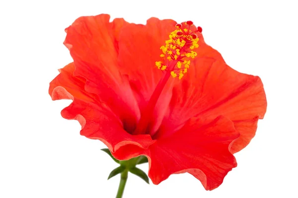 Kırmızı Amber Çiçeği Beyaz Arkaplanda Izole Edildi — Stok fotoğraf