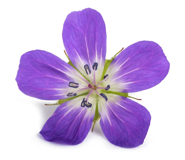 Cranesbill Drewna Bodziszek Leśny Białym Tle — Zdjęcie stockowe