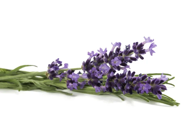 Flores Lavanda Cacho Isolado Fundo Branco — Fotografia de Stock