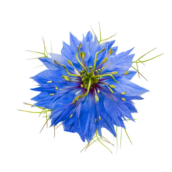 çörek otu çiçek beyaz arka plan üzerinde izole kafa