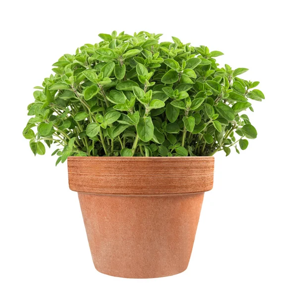 Oregano Pflanzen Der Vase Isoliert Auf Weißem Hintergrund — Stockfoto