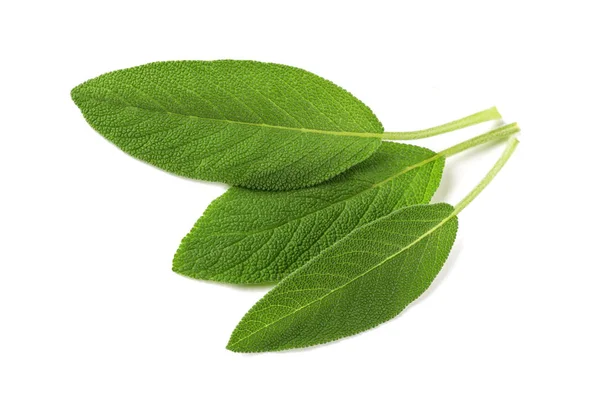 Hojas Salvia Aisladas Sobre Fondo Blanco —  Fotos de Stock