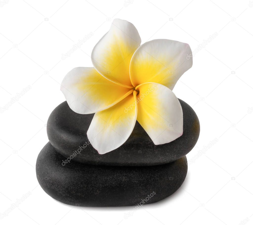 Frangipani flowers on zen pebbles isolated on white