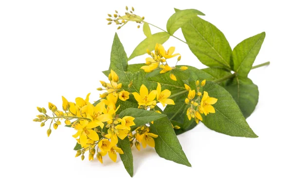 Amarillo Loosestrife Aislado Sobre Fondo Blanco —  Fotos de Stock