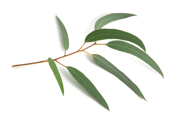 Eucalyptus Branch Isolated White Background — Stock Photo, Image