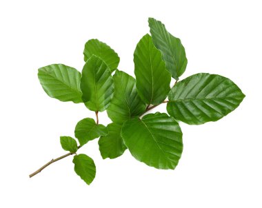 Kayın ağacı dalı ile izole üzerinde beyaz arka plan bırakır