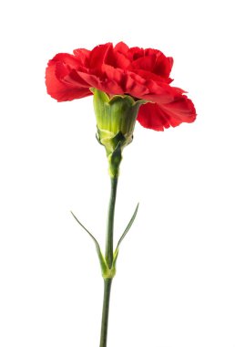 Red carnation flower isolated on white background clipart
