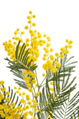 Beyaz arka plan üzerinde izole Mimoza (Gümüş wattle) Şubesi.