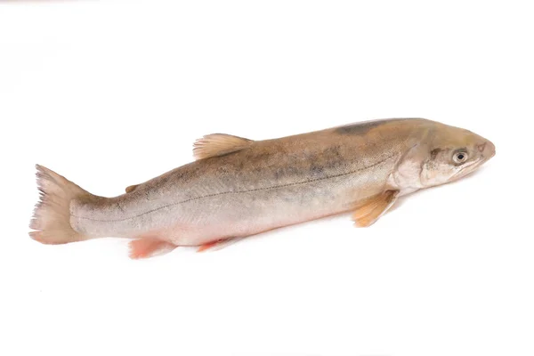 Saibling Salvelinus Isoliert Auf Weißem Hintergrund — Stockfoto