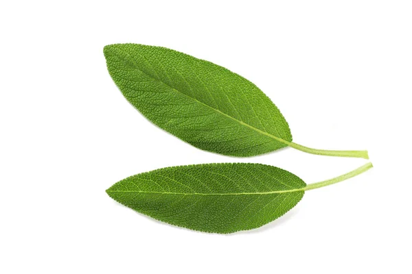 Foglie Salvia Isolate Sfondo Bianco — Foto Stock