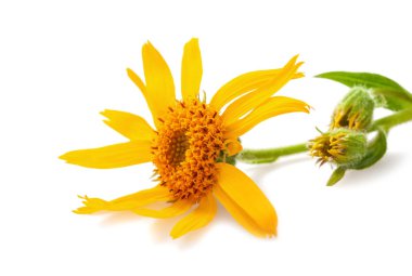 Beyaz arkaplanda yalıtılmış Arnica çiçeği