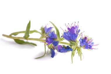 Beyaz arkaplanda Viper 's Bugloss veya Blueweed izole edilmiş