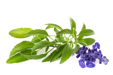 Beyaz arka planda izole edilmiş çiçekli Salvia farinacea