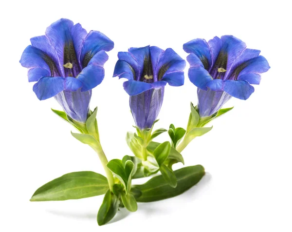 白に孤立した異邦人花 Gentiana Acauis — ストック写真