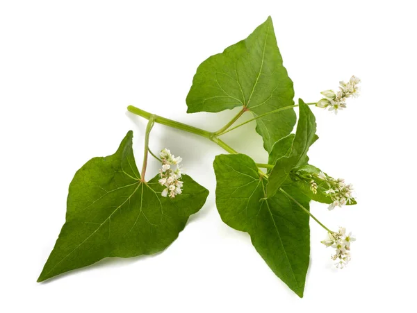 Flores Trigo Sarraceno Aisladas Sobre Fondo Blanco — Foto de Stock