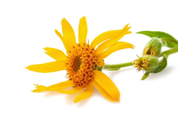 Arnica Stock Photos And Images 374 Arnica Pictures And Royalty Free Photography Available To Search From Thousands Of Stock Photographers