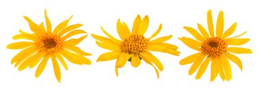 Beyaz arkaplanda yalıtılmış Arnica çiçekleri