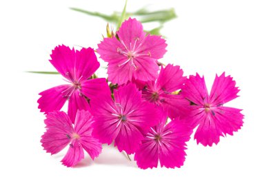 Carthusian beyaz arka plan üzerinde izole pembe