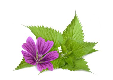 Beyaz arka plan üzerinde izole ısırgan ve ebegümeci çiçeği