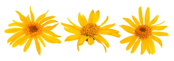 Beyaz arkaplanda yalıtılmış Arnica çiçekleri